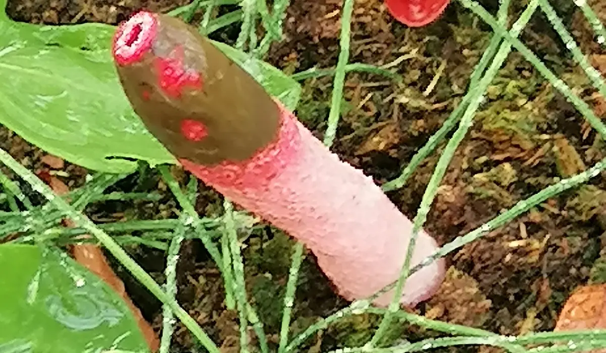 Sēne